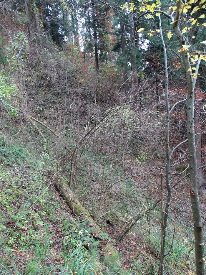 19.11.25-fs1.2-graben-straucher-hangparallell.jpg