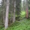 20090706_nuewenalpwald_f8_be_06.jpg