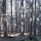 20071003_nuwenalpwald_f3_004.jpg