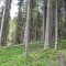 20140616_nuewenalpwald_f7_et_17.jpg