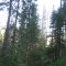 20110704_nuewenalpwald_f2_be_04.jpg