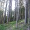 20110704_nuewenalpwald_f7_be_05.jpg