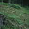 2002-08-02_v52-33-pt05_berg.jpg