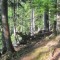 20170529_talwald_02.jpg