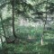 20170529_talwald_06.jpg