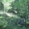20170529_talwald_14a.jpg