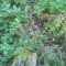 20170529_talwald_14b.jpg