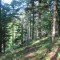 20170529_talwald_18.jpg