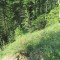20170529_talwald_21.jpg