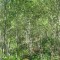 20170529_talwald_22.jpg