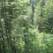 20170529_talwald_23.jpg