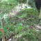 20170529_talwald_24b.jpg