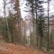 talwald16.10.08_16.jpg