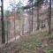 talwald16.10.08_18neu.jpg