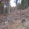 talwald16.10.08_20neu.jpg