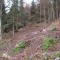 talwald16.10.08_22cneu.jpg