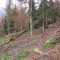 talwald16.10.08_22dneu.jpg