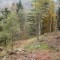 talwald16.10.08_22fneu.jpg