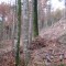 talwald16.10.08_3.jpg