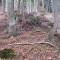 talwald16.10.08_4.jpg