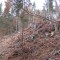 talwald16.10.08_5.jpg