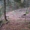 talwald16.10.08_6.jpg