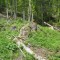 talwald_26.5.2010_14.jpg