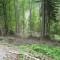 talwald_26.5.2010_16.jpg