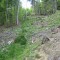 talwald_26.5.2010_20.jpg