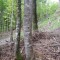 talwald_26.5.2010_3.jpg