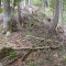 talwald_26.5.2010_4.jpg