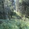 20120727_talwald_19.jpg