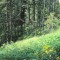 20120727_talwald_21.jpg