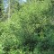 20120727_talwald_22a.jpg