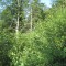 20120727_talwald_22b.jpg