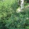 20120727_talwald_22c.jpg