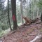 20120806_talwald_02.jpg