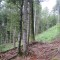 20120806_talwald_03.jpg