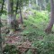 20120806_talwald_04a.jpg