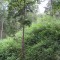 20120806_talwald_05.jpg