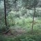 20120806_talwald_06.jpg