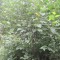 20120806_talwald_08.jpg
