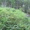 20120806_talwald_14.jpg