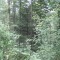 20120806_talwald_17.jpg