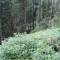 20120806_talwald_21.jpg