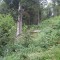 20120806_talwald_22b.jpg