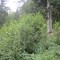 20120806_talwald_22c.jpg