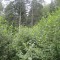20120806_talwald_22d.jpg