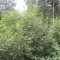 20120806_talwald_22e.jpg