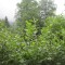 20120806_talwald_22f.jpg